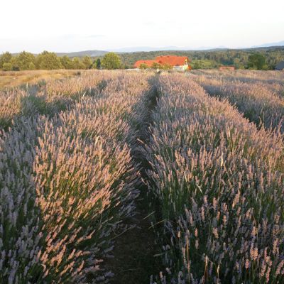 Appartement Lavanda